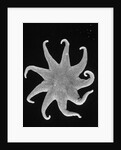 Northern Sun Star (Solaster endeca) by Anonymous