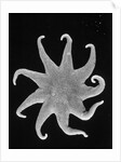 Northern Sun Star (Solaster endeca) by Anonymous