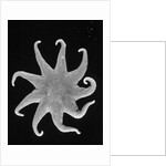 Northern Sun Star (Solaster endeca) by Anonymous