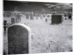 Overgrown Cemetery by Anonymous