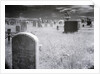 Overgrown Cemetery by Anonymous
