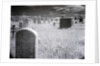 Overgrown Cemetery by Anonymous