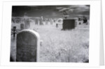 Overgrown Cemetery by Anonymous