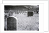 Overgrown Cemetery by Anonymous
