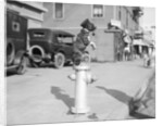 Dog Seated on Fire Hydrant by Anonymous