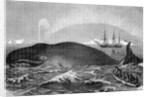 Illustration of Men Attacking Whale with Hand Harpoon by Anonymous