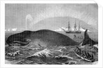 Illustration of Men Attacking Whale with Hand Harpoon by Anonymous