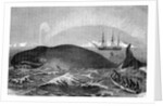 Illustration of Men Attacking Whale with Hand Harpoon by Anonymous