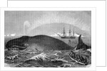 Illustration of Men Attacking Whale with Hand Harpoon by Anonymous