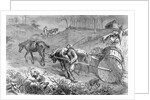 Bringing Tobacco To Market In Virginia by Anonymous
