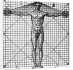 Diagram Of Man'S Proportions; On Graph by Anonymous