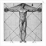 Diagram Of Man'S Proportions; On Graph by Anonymous