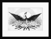 Engraving of Phoenix Rising from Flames by Anonymous