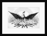 Engraving of Phoenix Rising from Flames by Anonymous