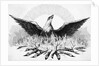 Engraving of Phoenix Rising from Flames by Anonymous
