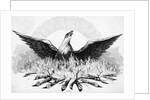 Engraving of Phoenix Rising from Flames by Anonymous