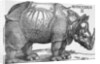 Rhinoceros by Albrecht Dürer