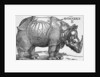 Rhinoceros by Albrecht Dürer