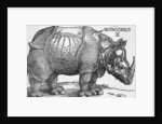 Rhinoceros by Albrecht Dürer