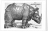 Rhinoceros by Albrecht Dürer