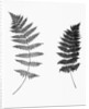 Photographic Study Of Fern Leaves by Anonymous
