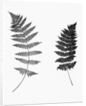 Photographic Study Of Fern Leaves by Anonymous