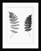 Photographic Study Of Fern Leaves by Anonymous