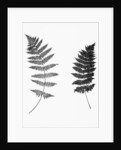Photographic Study Of Fern Leaves by Anonymous
