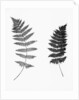 Photographic Study Of Fern Leaves by Anonymous