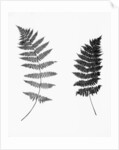Photographic Study Of Fern Leaves by Anonymous