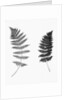 Photographic Study Of Fern Leaves by Anonymous