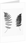 Photographic Study Of Fern Leaves by Anonymous