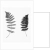 Photographic Study Of Fern Leaves by Anonymous