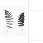 Photographic Study Of Fern Leaves by Anonymous