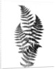 Photographic Study Of Fern Leaves by Anonymous