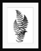 Photographic Study Of Fern Leaves by Anonymous
