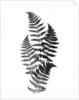 Photographic Study Of Fern Leaves by Anonymous