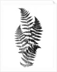 Photographic Study Of Fern Leaves by Anonymous