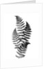 Photographic Study Of Fern Leaves by Anonymous