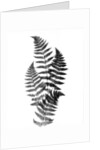 Photographic Study Of Fern Leaves by Anonymous
