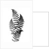 Photographic Study Of Fern Leaves by Anonymous