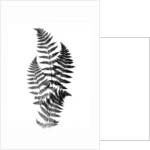 Photographic Study Of Fern Leaves by Anonymous