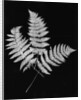 Photographic Study Of Fern Leaves by Anonymous
