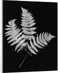 Photographic Study Of Fern Leaves by Anonymous