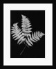 Photographic Study Of Fern Leaves by Anonymous