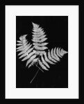 Photographic Study Of Fern Leaves by Anonymous