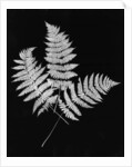 Photographic Study Of Fern Leaves by Anonymous