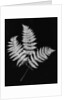 Photographic Study Of Fern Leaves by Anonymous