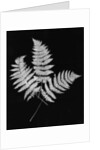 Photographic Study Of Fern Leaves by Anonymous