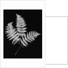 Photographic Study Of Fern Leaves by Anonymous
